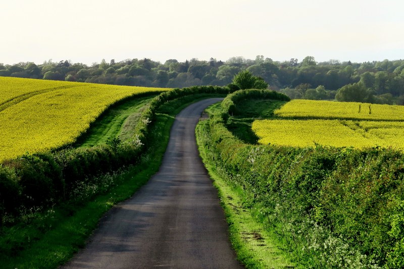 country road leads through a path of lush grassy fields, countryside drive 4k