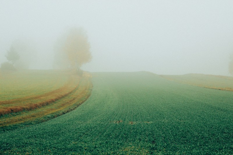 tree november austrium and fog 4k