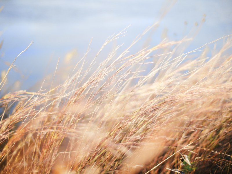 grass field meadow and farmland 4k