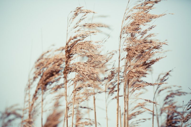 tall grains of wheat blow in a windy field, wind on wheat 4k