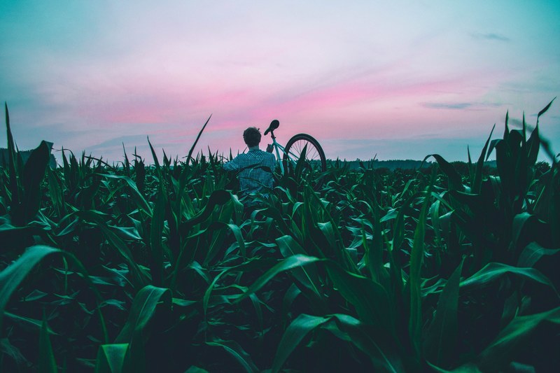 cornfield corn field harvest and sweet corn 4k