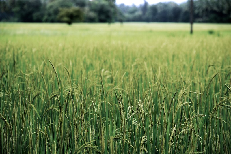 field grass crop and farming 4k