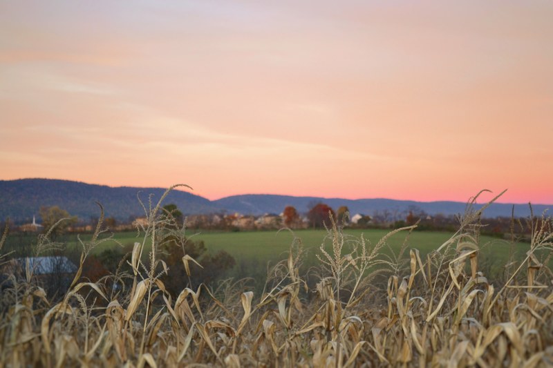 dry crops in the foreground with a blurry rural landscape in the background, countryside in early autumn 4k