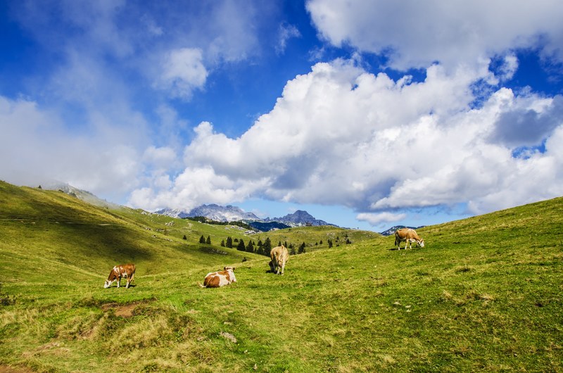 grazing pasture livestock and cow 4k
