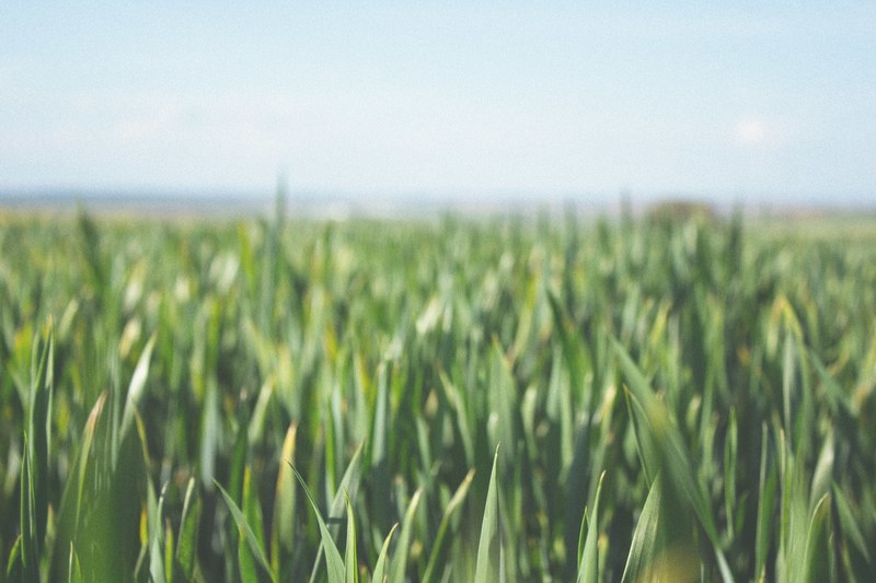 field agriculture farm and farmland 4k