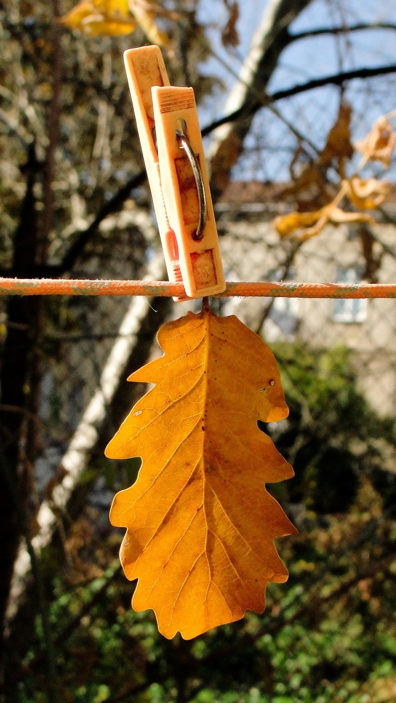 autumn fall and leave hd, 4k