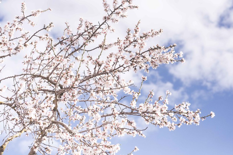 cherry blossom tree from afar with cloudy blue sky in spring dena, cherry treetop in blossom 4k