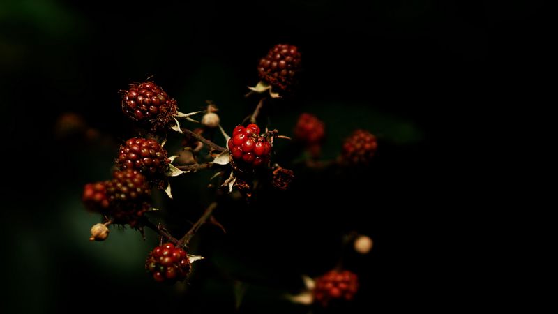 raspberries, berries, dark, 4k