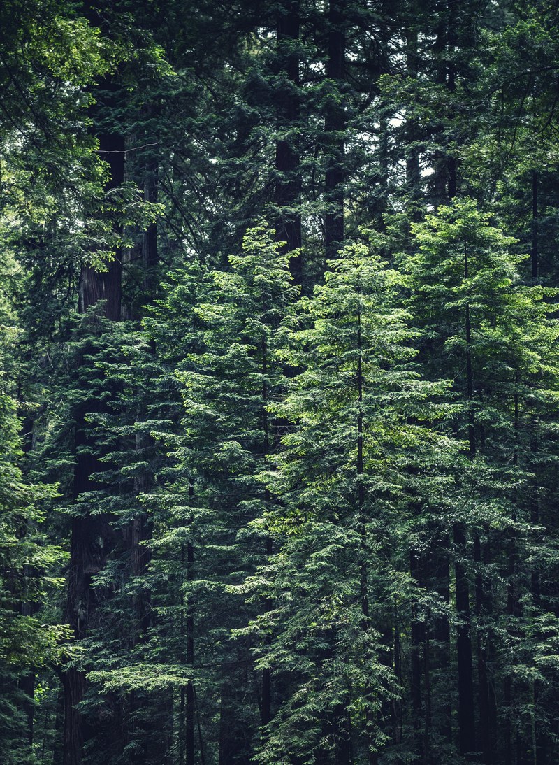 tree forest wood and branch hd, 4k