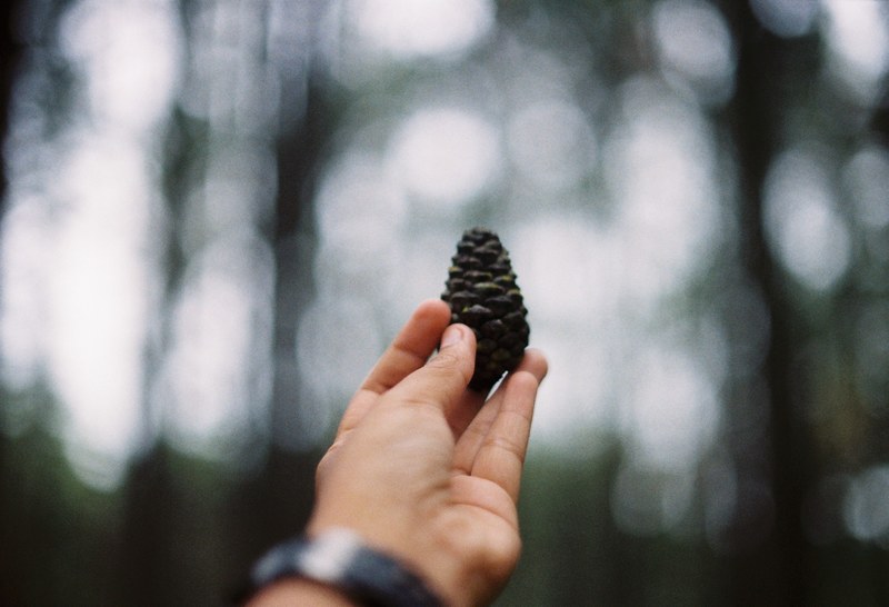 pine cones and pine 4k