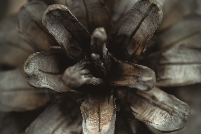 an overhead macro shot of the top part of a dry pine cone, dry pine cone top 4k