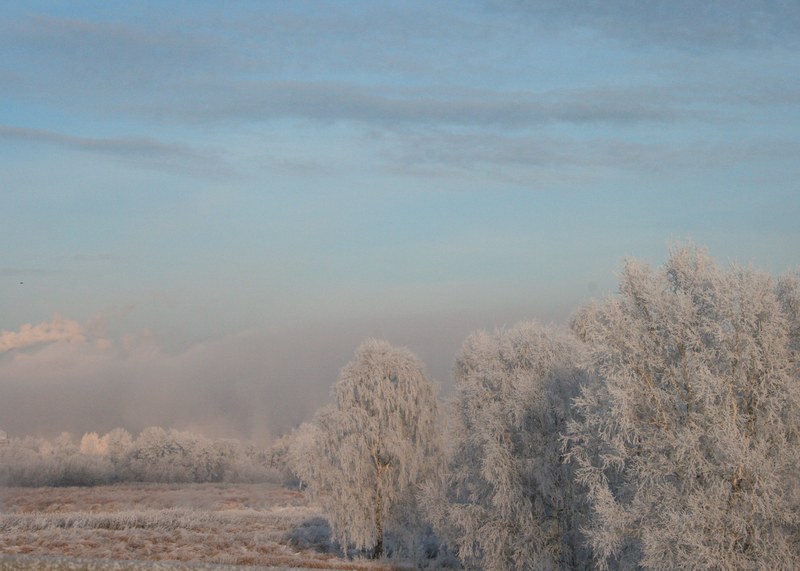 tree ice snow and cold 4k