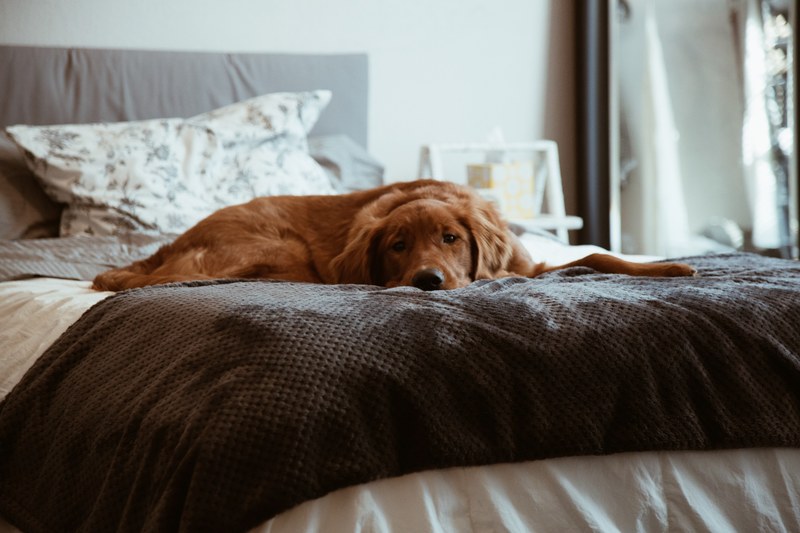 dog chill puppy and relax 4k