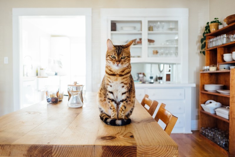 striped cat sitting on a wood dining table in a modern brightly lit home, striped cat in modern home 4k
