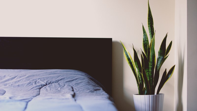 corner of room with blue duvet black headboard and potted houseplant, bed snake plant 4k