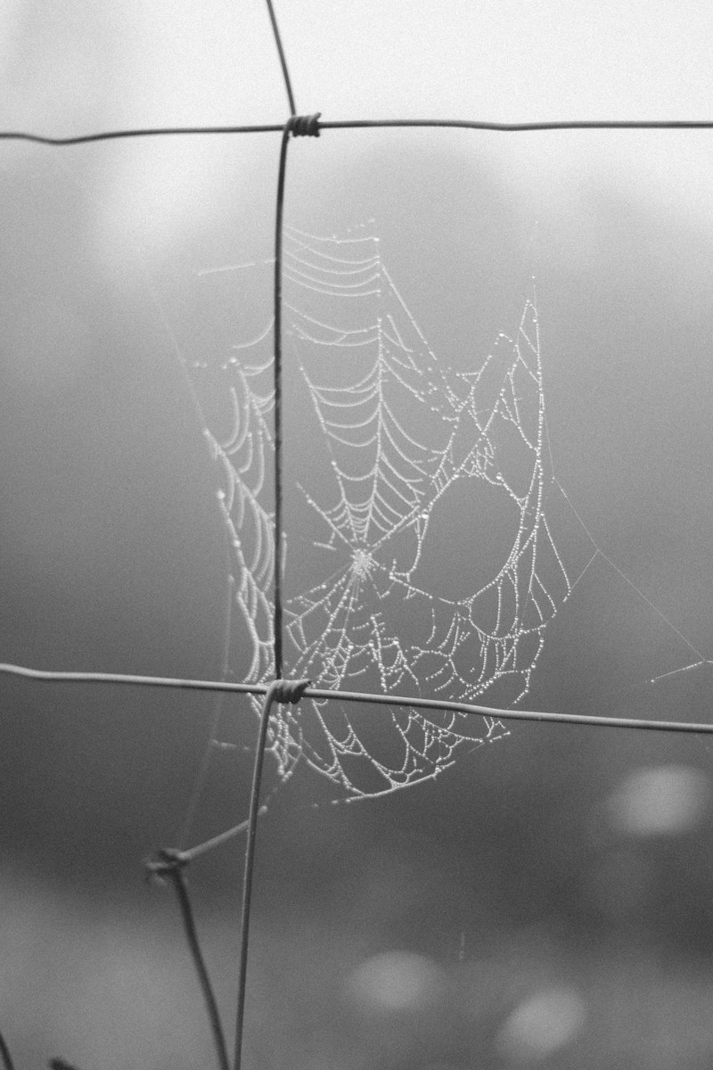 web spider web and trap hd, 4k
