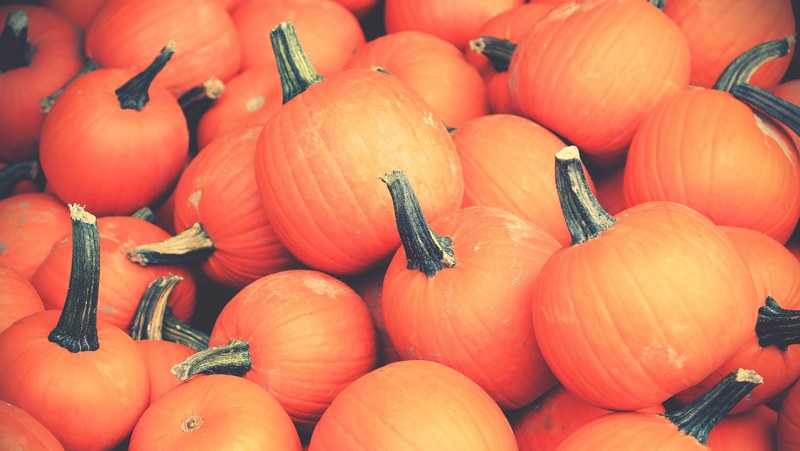 pile of small orange halloween pumpkins at a pumpkin patch, orange halloween pumpkins 4k