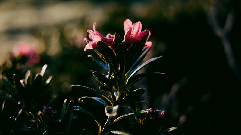 flower, dark, leaves, petals, 4k