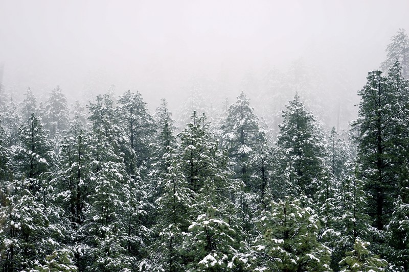 mist rolling down on a snow covered pine forest, fog over the snow topped pines 4k