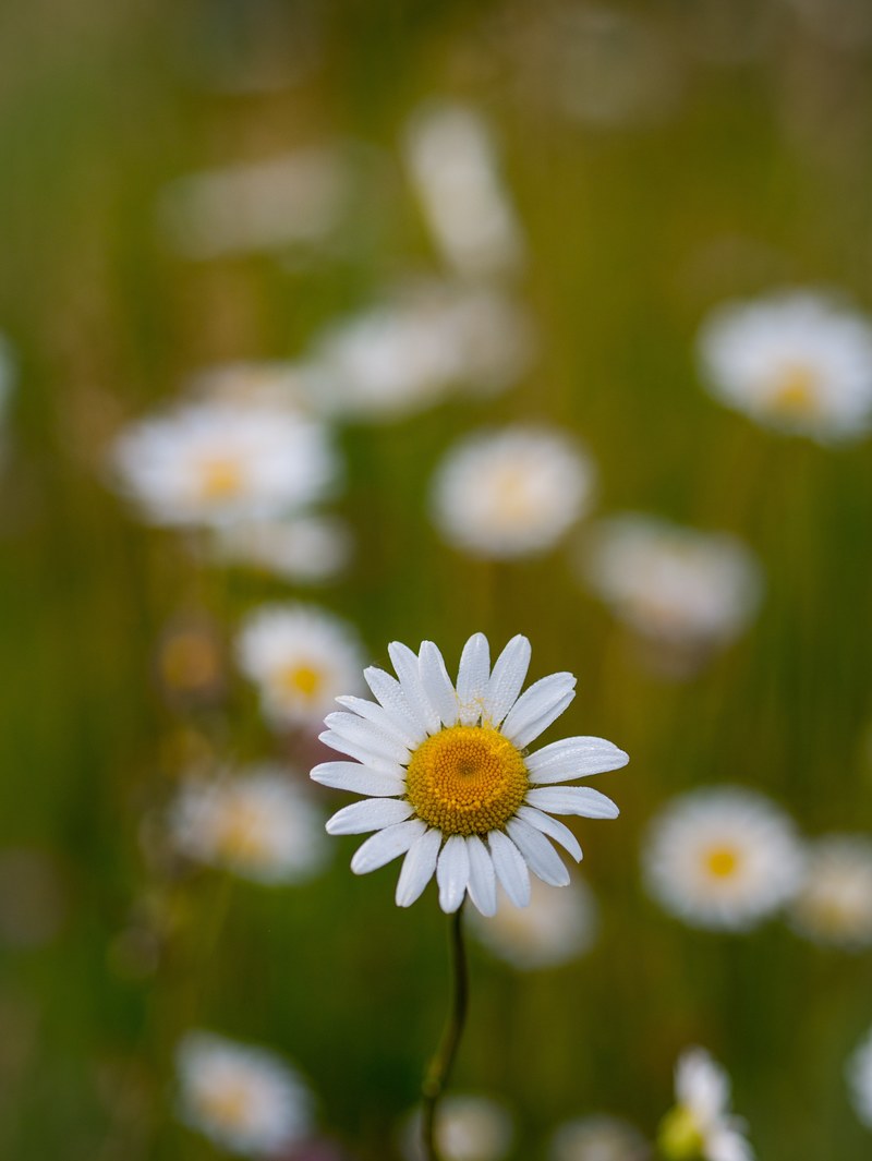 close up of daisy wildflower in spring on grass, daisy wildflower close 4k