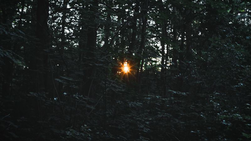 trees, light, beam, 4k