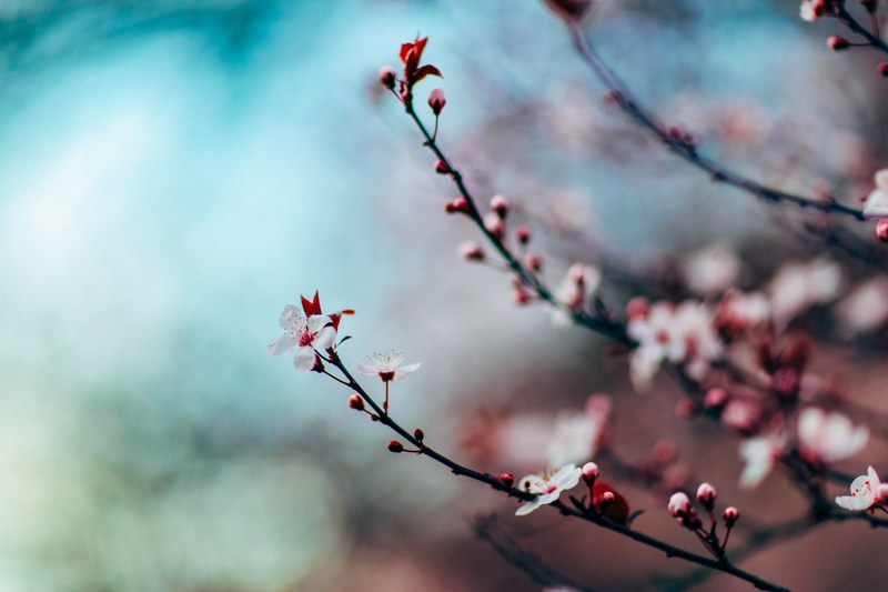 cherry blossom on branch in daytime with out of focus background in spring seattle, cherry blossom focus seattle 4k