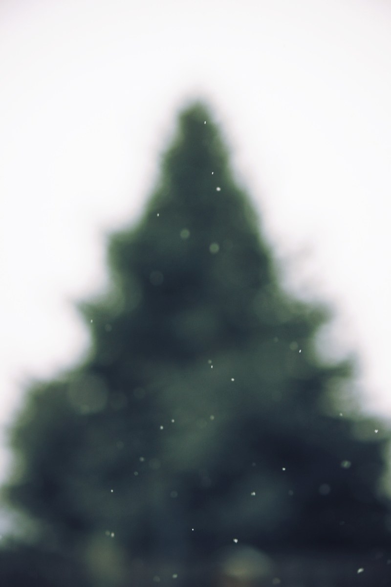 tree pine tree green and christmas tree hd, 4k