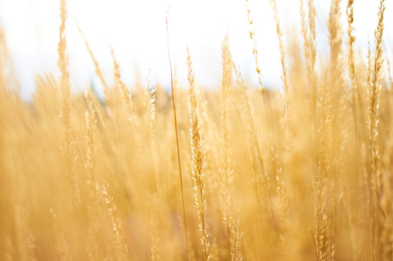 grass agriculture meadow and cereal 4k