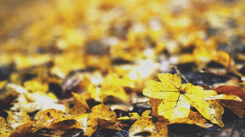 autumn leaf fall and seasonal 4k