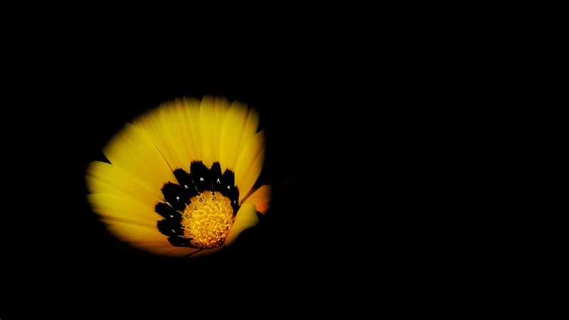 a close up of a bright yellow flower against a black background, radiant yellow flower 4k