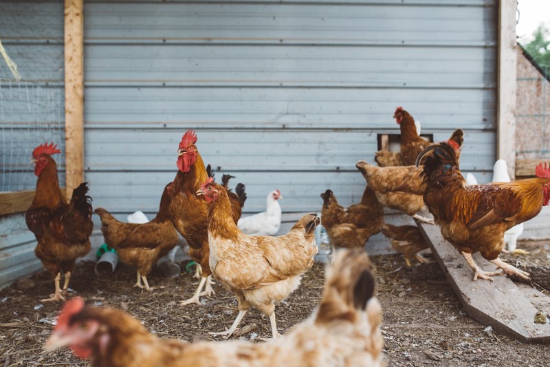 a barn of chickens and roosters grazing and feeding, arkansas chickens 4k