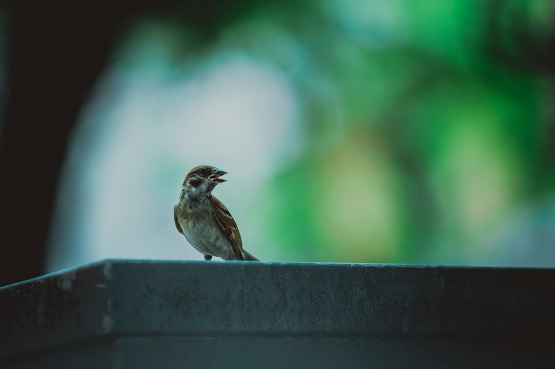 macro of a brown bird with its head turned resting on the corner of a stone surface against a green background, bird with head turned 4k