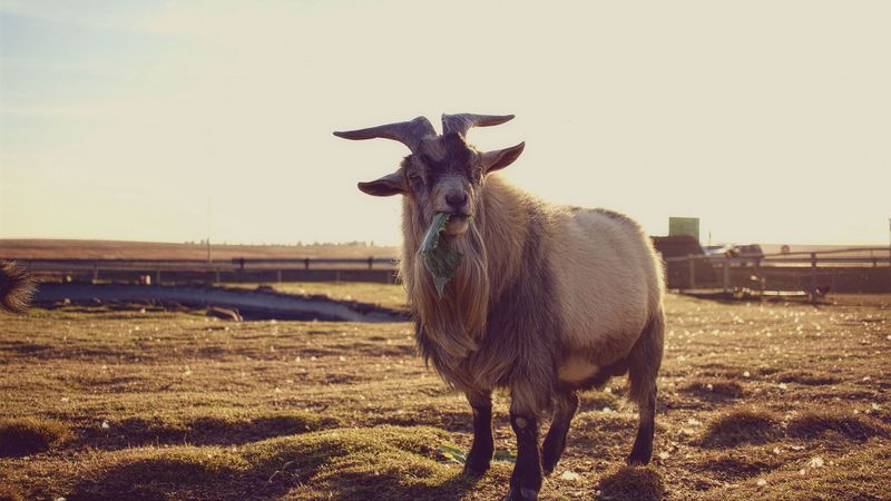 goat, grass, food, 4k