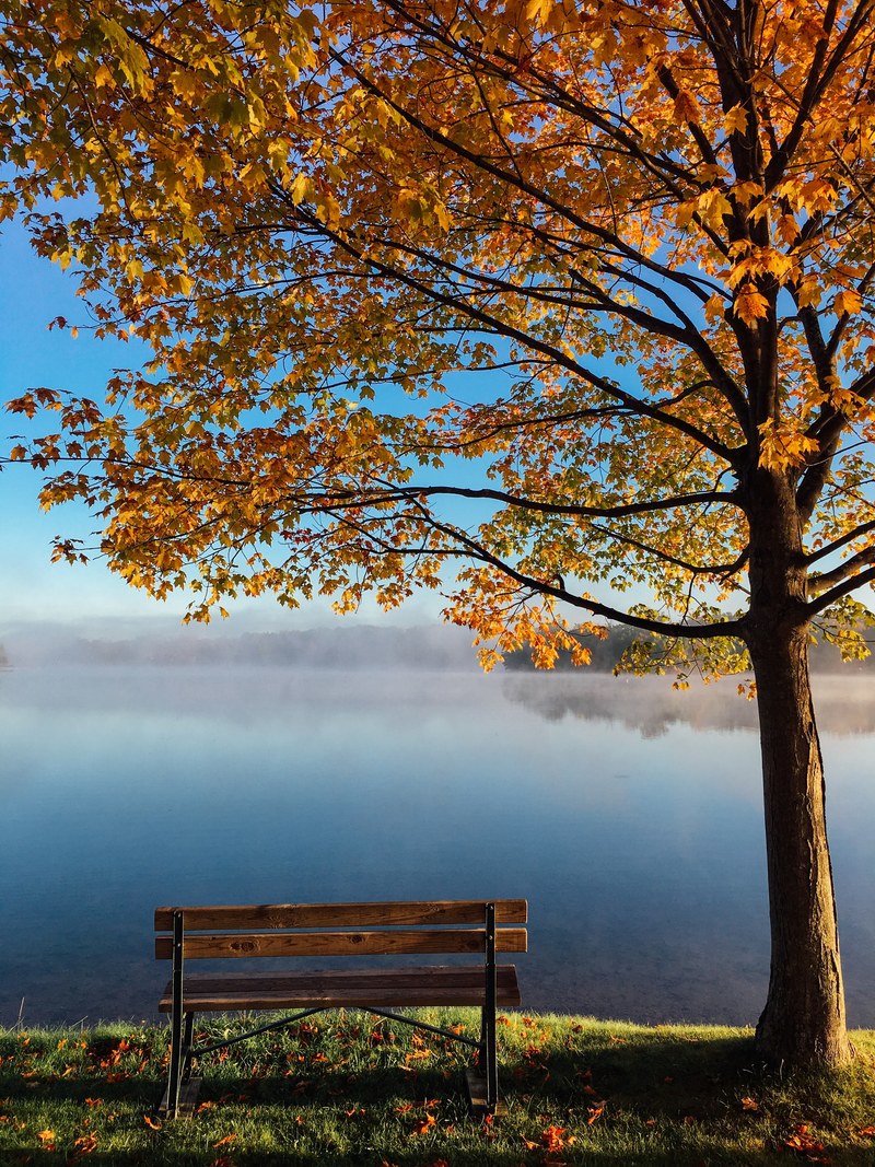 a wooden bench under an autumn tree right on the shore of a misty lake, bench by the lake on an autumns day 4k