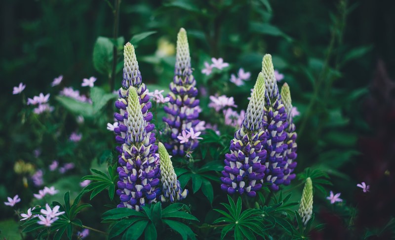 wild growing dark violet lupine flowers, violet lupine flowers 4k