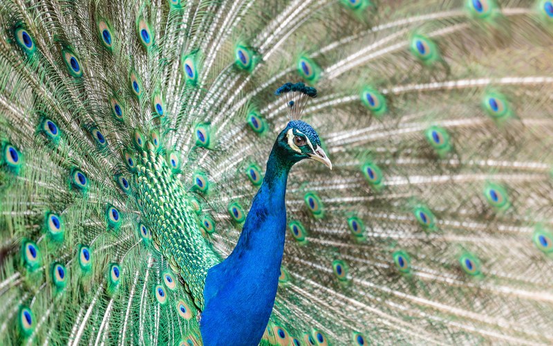 peacock peafowl feather and game bird 4k