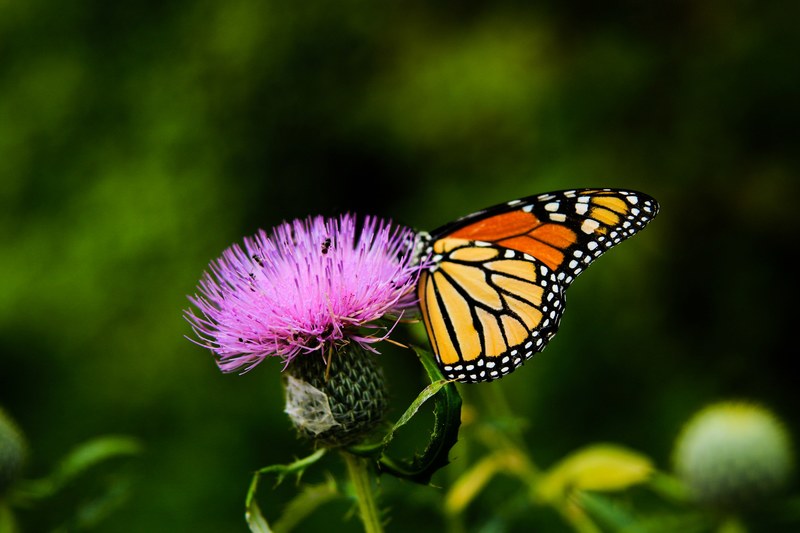 colorful orange and black butterfly insect landing on pink thistle in spring lake of the ozarks, monarch on thistle 4k