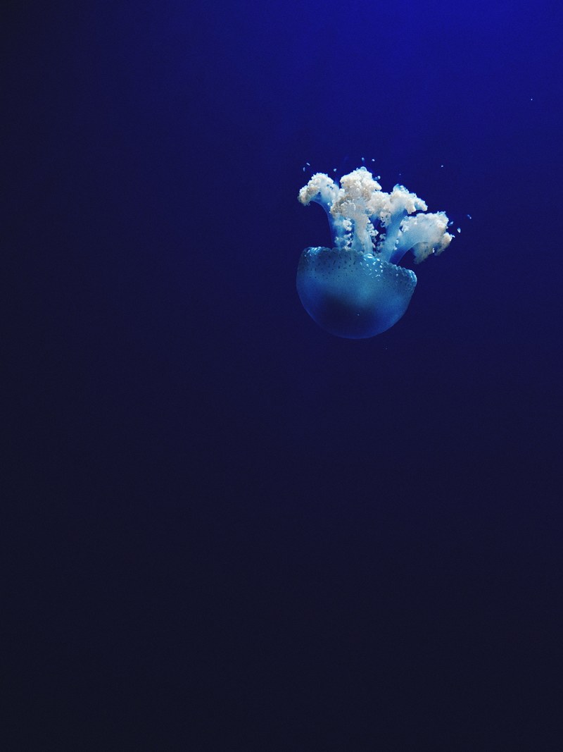 jellyfish underwater ocean and blue hd, 4k