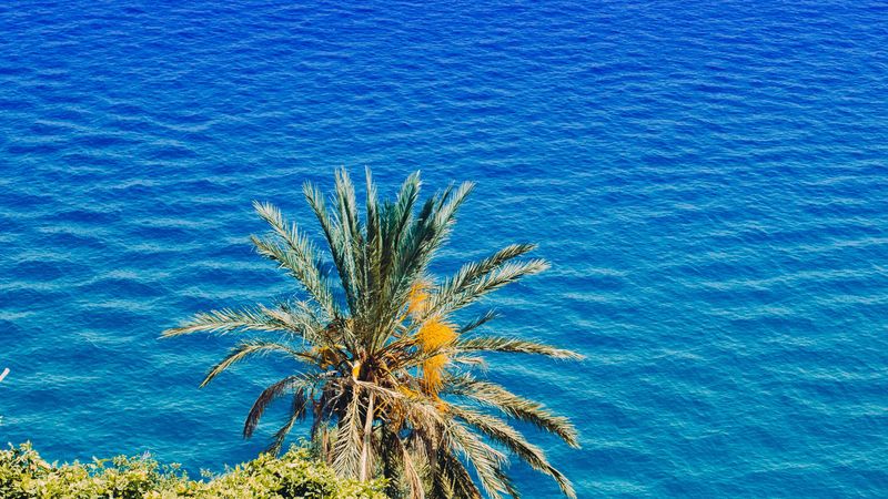 palm tree, sea, summer, sunny, 4k