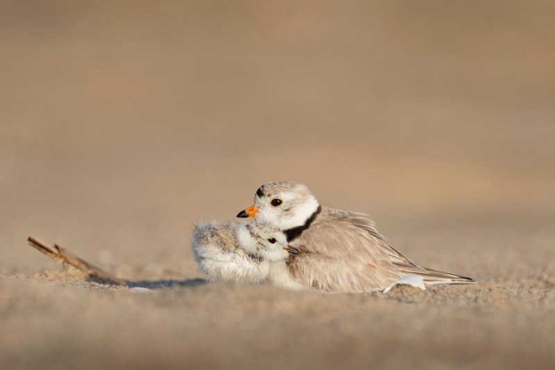 mother bird cuddles baby bird protectively in the sand, mother bird protecting her young 4k