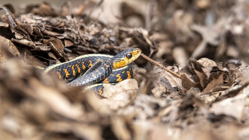 snake, scales, predator, grass, 4k