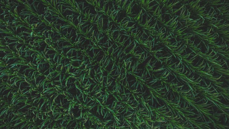 grass, surface, background, green, 4k