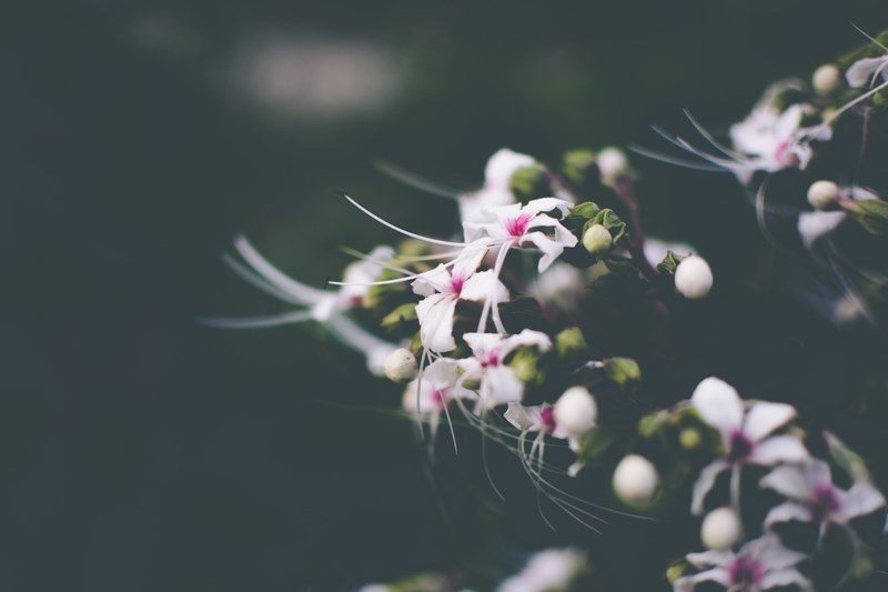 a close up of a cluster of white and purple flowers with long stamens, wild flowers from india 4k