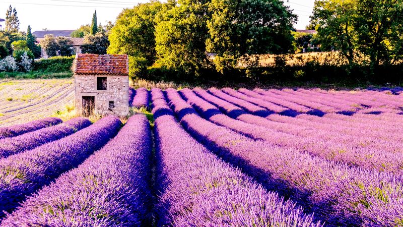 field, flowers, lilac, drome, france, 4k