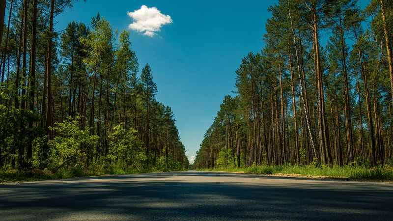 road, trees, summer, 4k