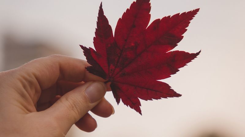 leaf, hand, red, 4k