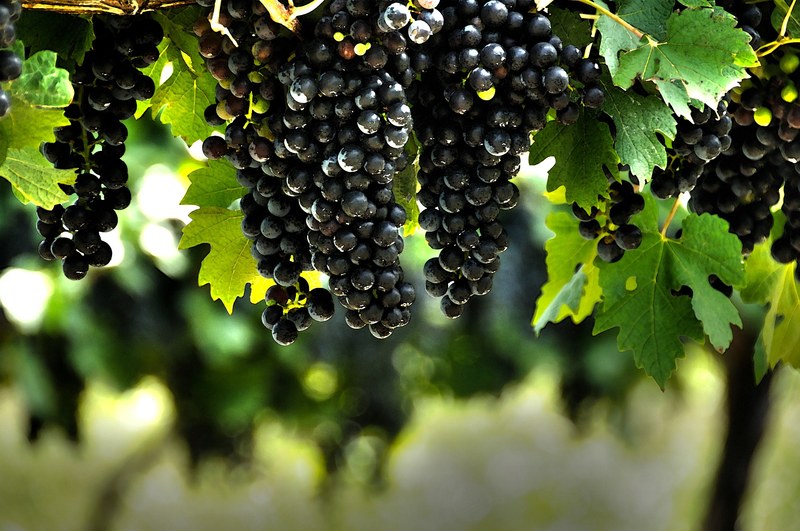 royal rot ripe red grape and grapevine 4k
