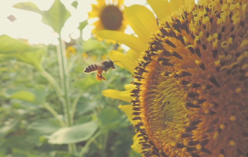 a bee in flight near a large sunflower head, worker bee and a sunflower 4k