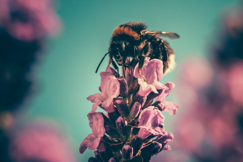 bee collecting pollen from pink flower bud with blue sky background in spring, bee pink flower spring 4k