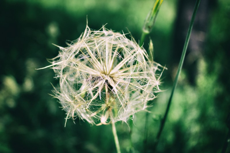 a close up of a dandelion in romania, romanian dandelion 4k